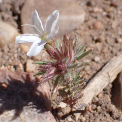 Leptosiphon breviculus