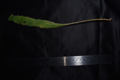 Epiphyllum phyllanthus