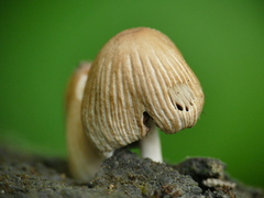Coprinellus micaceus