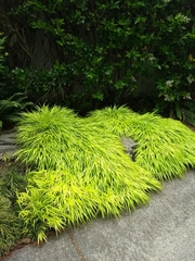 Hakonechloa
