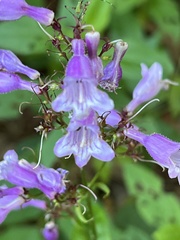 Penstemon calycosus