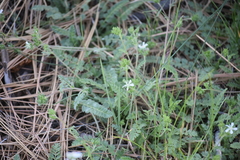 Horkelia clevelandii