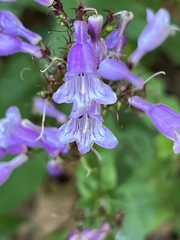Penstemon calycosus