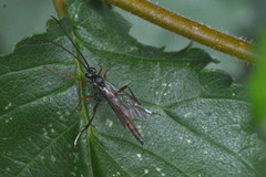 Ichneumonoidea