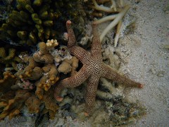Nardoa tuberculata
