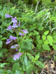 Penstemon calycosus