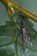 Ichneumonoidea