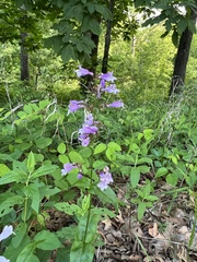 Penstemon calycosus