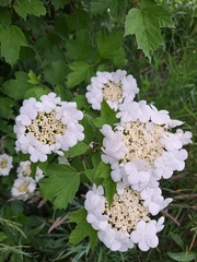 Viburnum opulus