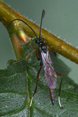Ichneumonoidea