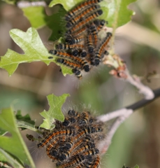 Malacosoma tigris