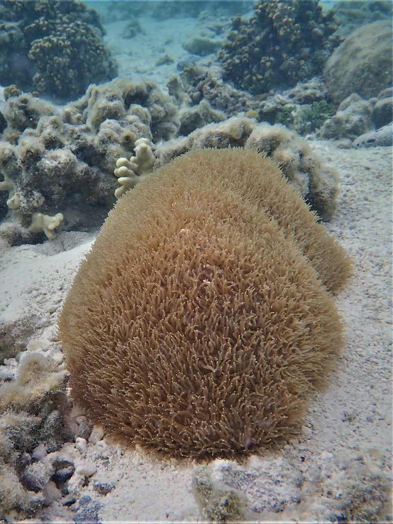 Polyphyllia