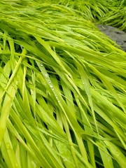 Hakonechloa