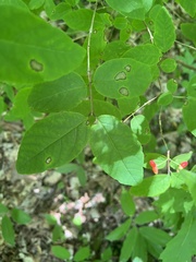 Septoria sambucina