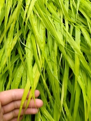 Hakonechloa