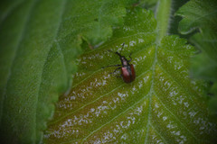 Tatianaerhynchites aequatus