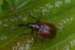 Tatianaerhynchites aequatus