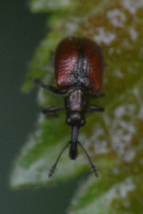 Tatianaerhynchites aequatus