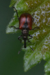 Tatianaerhynchites aequatus