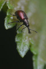 Tatianaerhynchites aequatus