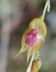 Lepanthes jardinensis