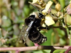Bombus californicus