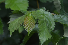 Tatianaerhynchites aequatus