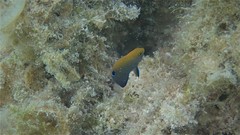 Pomacentrus chrysurus