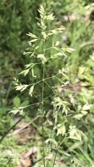 Poa trivialis