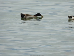 Anas platyrhynchos domesticus