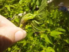 Contarinia negundinis