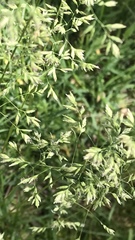 Poa trivialis