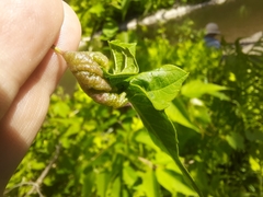 Contarinia negundinis