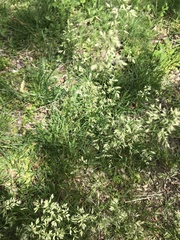 Poa trivialis