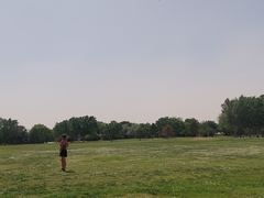 Ictinia mississippiensis