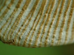 Coprinellus micaceus