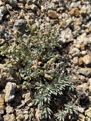 Cusickiella douglasii