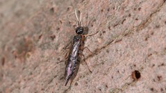 Xiphydria