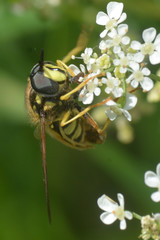 Chrysotoxum cautum