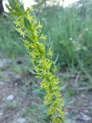 Thymelaea pubescens