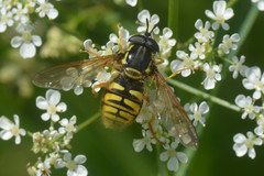 Chrysotoxum cautum