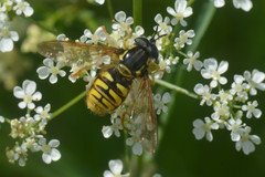 Chrysotoxum cautum