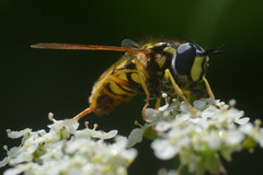 Chrysotoxum cautum