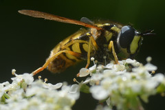 Chrysotoxum cautum