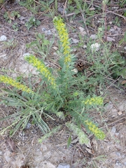 Thymelaea pubescens
