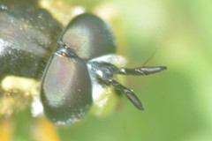 Chrysotoxum cautum