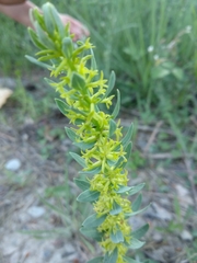 Thymelaea pubescens