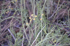 Astragalus douglasii