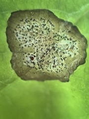 Septoria sambucina