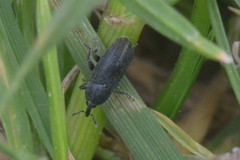 Curculionoidea